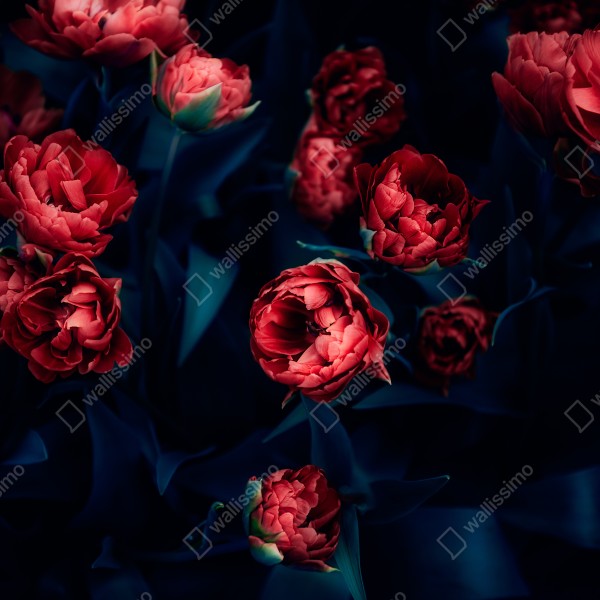 Tischaufkleber und Schreibtischaufkleber dunkler roter tulpenstrauß – Wallnifity® Tischaufkleber und Schreibtischaufkleber dunkler roter tulpenstrauß – Wallnifity®