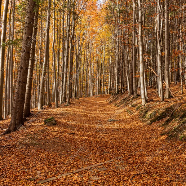 Tischaufkleber und Schreibtischaufkleber herbstlicher waldweg mit goldenen blättern – Wallnifity® Tischaufkleber und Schreibtischaufkleber herbstlicher waldweg mit goldenen blättern – Wallnifity®