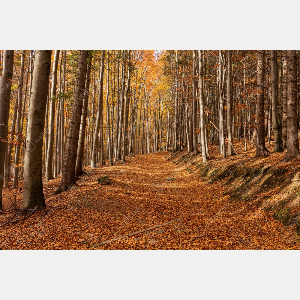 Tischaufkleber und Schreibtischaufkleber herbstlicher waldweg mit goldenen blättern – Wallnifity® Tischaufkleber und Schreibtischaufkleber herbstlicher waldweg mit goldenen blättern – Wallnifity®