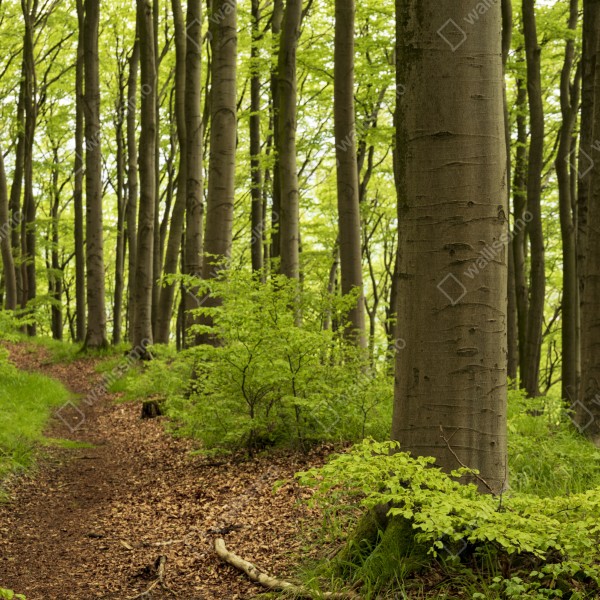 Tischaufkleber und Schreibtischaufkleber ruhiger grüner waldweg – Wallnifity® Tischaufkleber und Schreibtischaufkleber ruhiger grüner waldweg – Wallnifity®