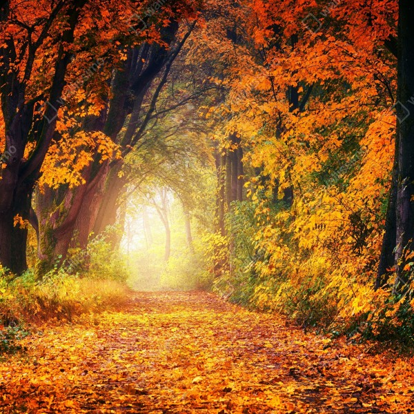 Tischaufkleber und Schreibtischaufkleber herbstlicher waldpfad im goldenen licht – Wallnifity® Tischaufkleber und Schreibtischaufkleber herbstlicher waldpfad im goldenen licht – Wallnifity®