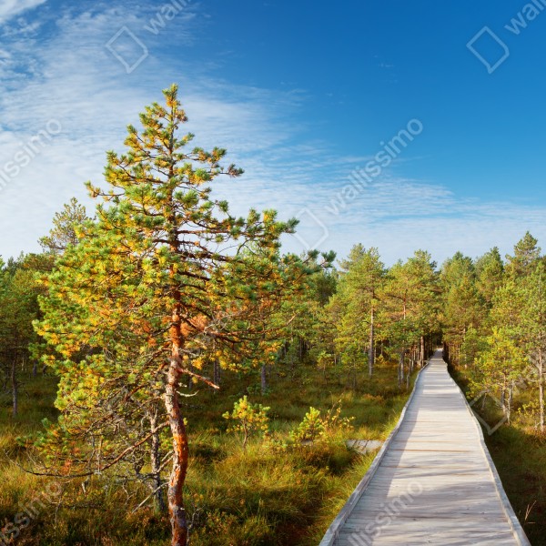 Tischaufkleber und Schreibtischaufkleber sonniger steg durch den kiefernwald – Wallnifity® Tischaufkleber und Schreibtischaufkleber sonniger steg durch den kiefernwald – Wallnifity®