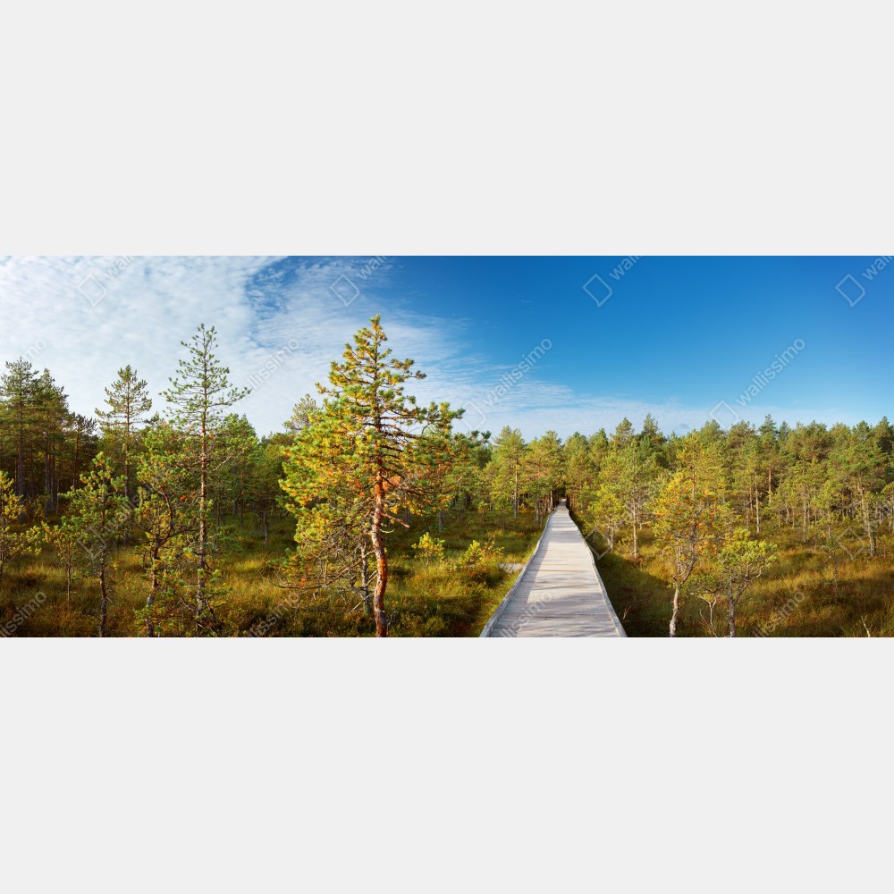 Tischaufkleber und Schreibtischaufkleber sonniger steg durch den kiefernwald – Wallnifity® Tischaufkleber und Schreibtischaufkleber sonniger steg durch den kiefernwald – Wallnifity®