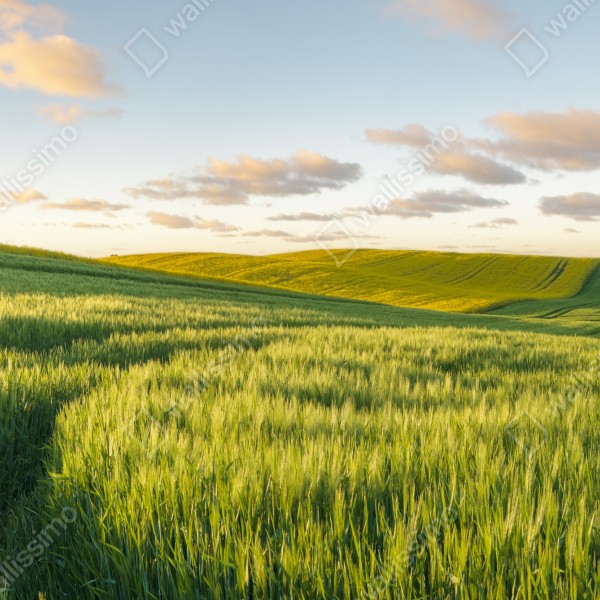 Tischaufkleber und Schreibtischaufkleber ruhige grüne wiesen panorama – Wallnifity® Tischaufkleber und Schreibtischaufkleber ruhige grüne wiesen panorama – Wallnifity®