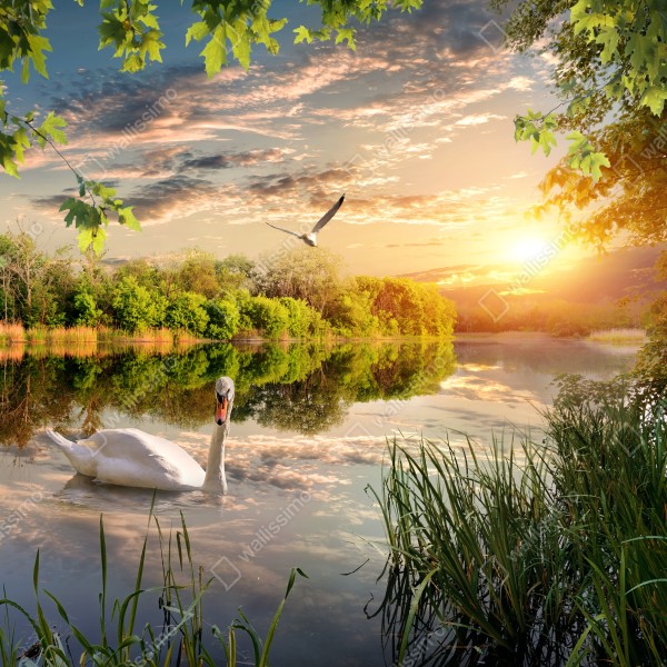 Tischaufkleber und Schreibtischaufkleber sonnenuntergang mit schwan auf stillem see – Wallnifity® Tischaufkleber und Schreibtischaufkleber sonnenuntergang mit schwan auf stillem see – Wallnifity®