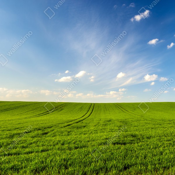 Tischaufkleber und Schreibtischaufkleber frühlingsgrüne wiesenpanorama – Wallnifity® Tischaufkleber und Schreibtischaufkleber frühlingsgrüne wiesenpanorama – Wallnifity®