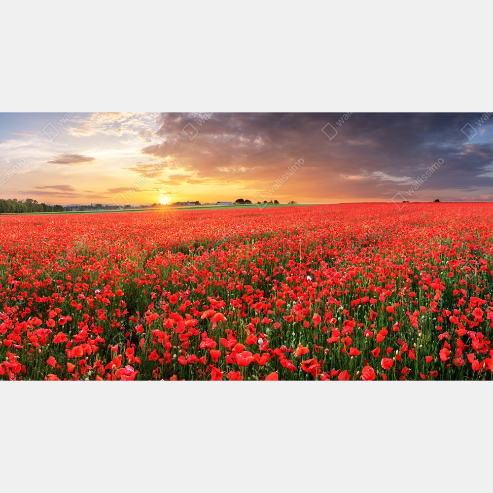 Tischaufkleber und Schreibtischaufkleber mohnfeld im sonnenuntergang – Wallnifity® Tischaufkleber und Schreibtischaufkleber mohnfeld im sonnenuntergang – Wallnifity®