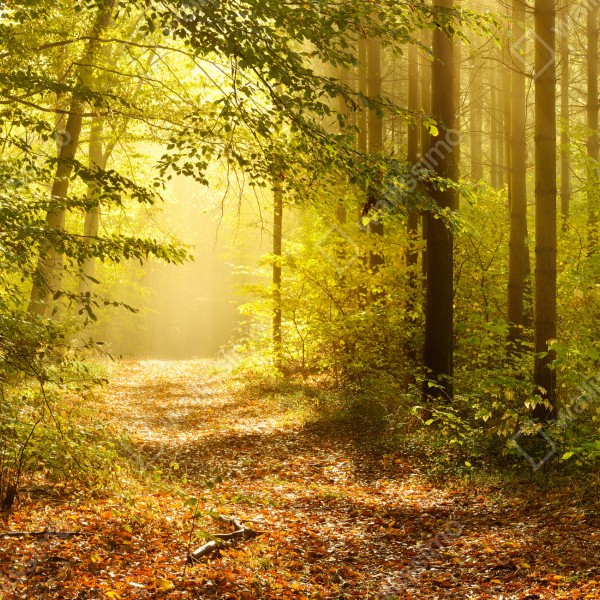 Tischaufkleber und Schreibtischaufkleber sonnenbeschienener waldweg im herbst – Wallnifity® Tischaufkleber und Schreibtischaufkleber sonnenbeschienener waldweg im herbst – Wallnifity®