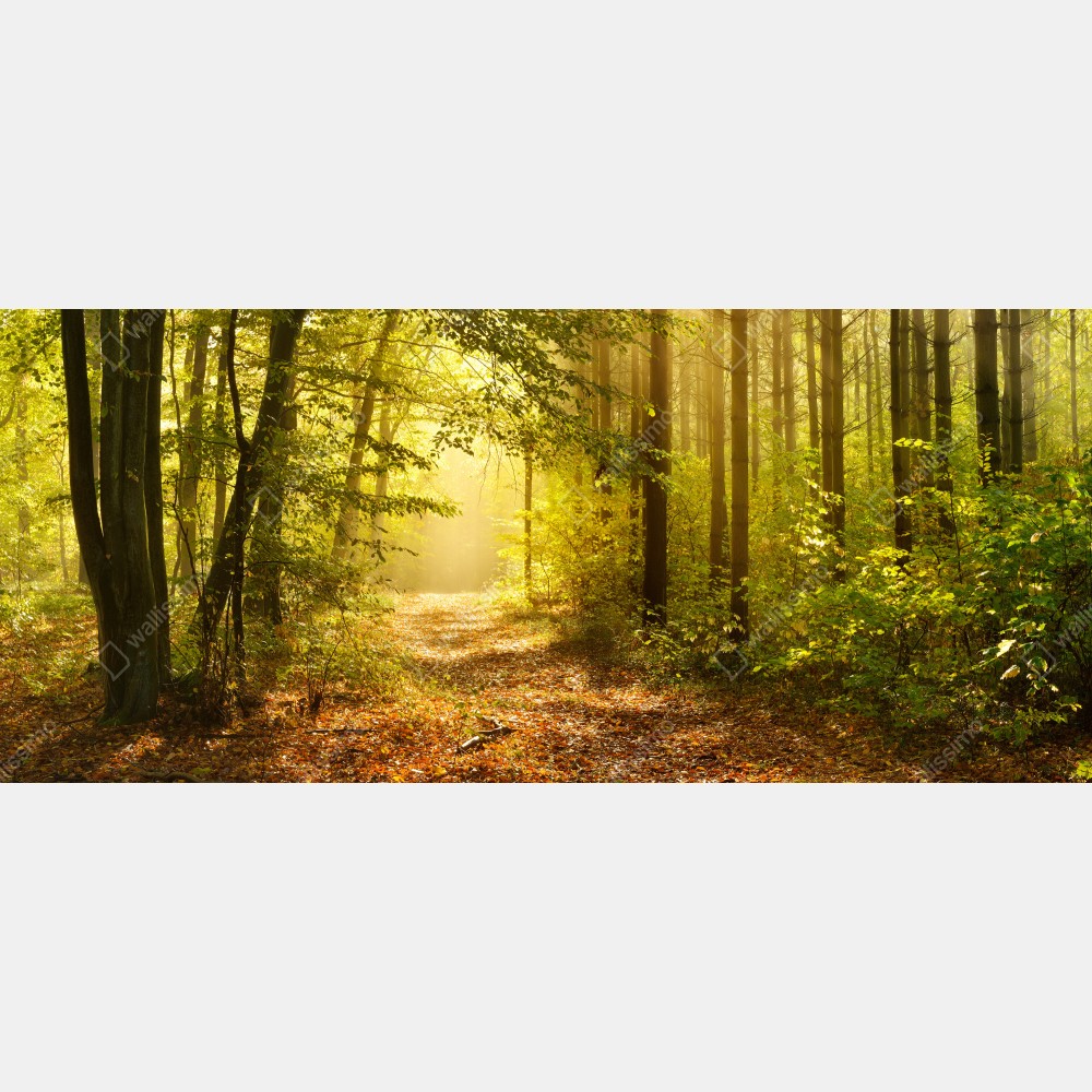 Tischaufkleber und Schreibtischaufkleber sonnenbeschienener waldweg im herbst – Wallnifity® Tischaufkleber und Schreibtischaufkleber sonnenbeschienener waldweg im herbst – Wallnifity®