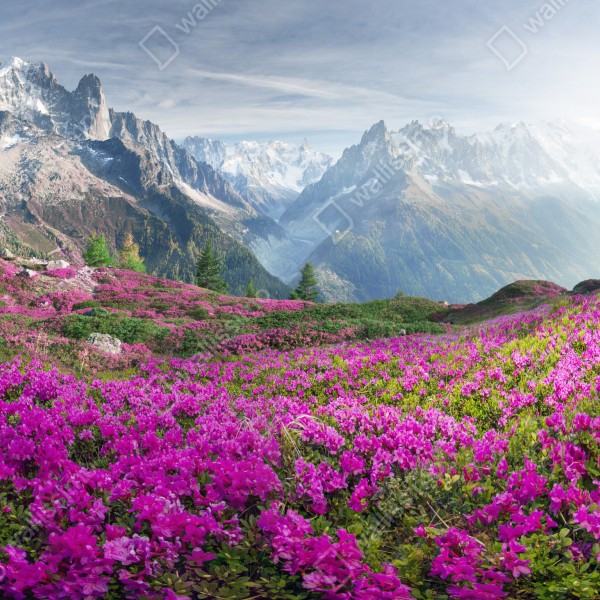 Tischaufkleber und Schreibtischaufkleber alpine rhododendronwiese bei Mont Blanc – Wallnifity® Tischaufkleber und Schreibtischaufkleber alpine rhododendronwiese bei Mont Blanc – Wallnifity®