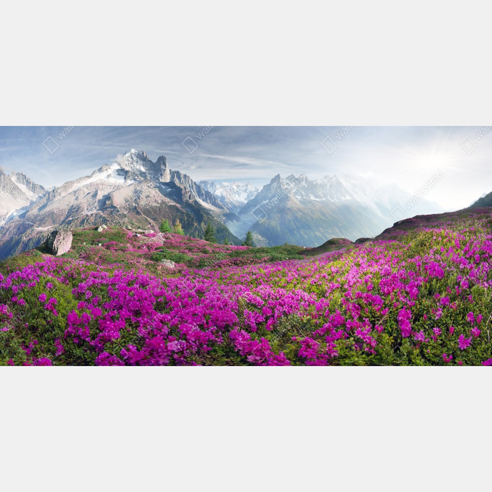 Tischaufkleber und Schreibtischaufkleber alpine rhododendronwiese bei Mont Blanc – Wallnifity® Tischaufkleber und Schreibtischaufkleber alpine rhododendronwiese bei Mont Blanc – Wallnifity®