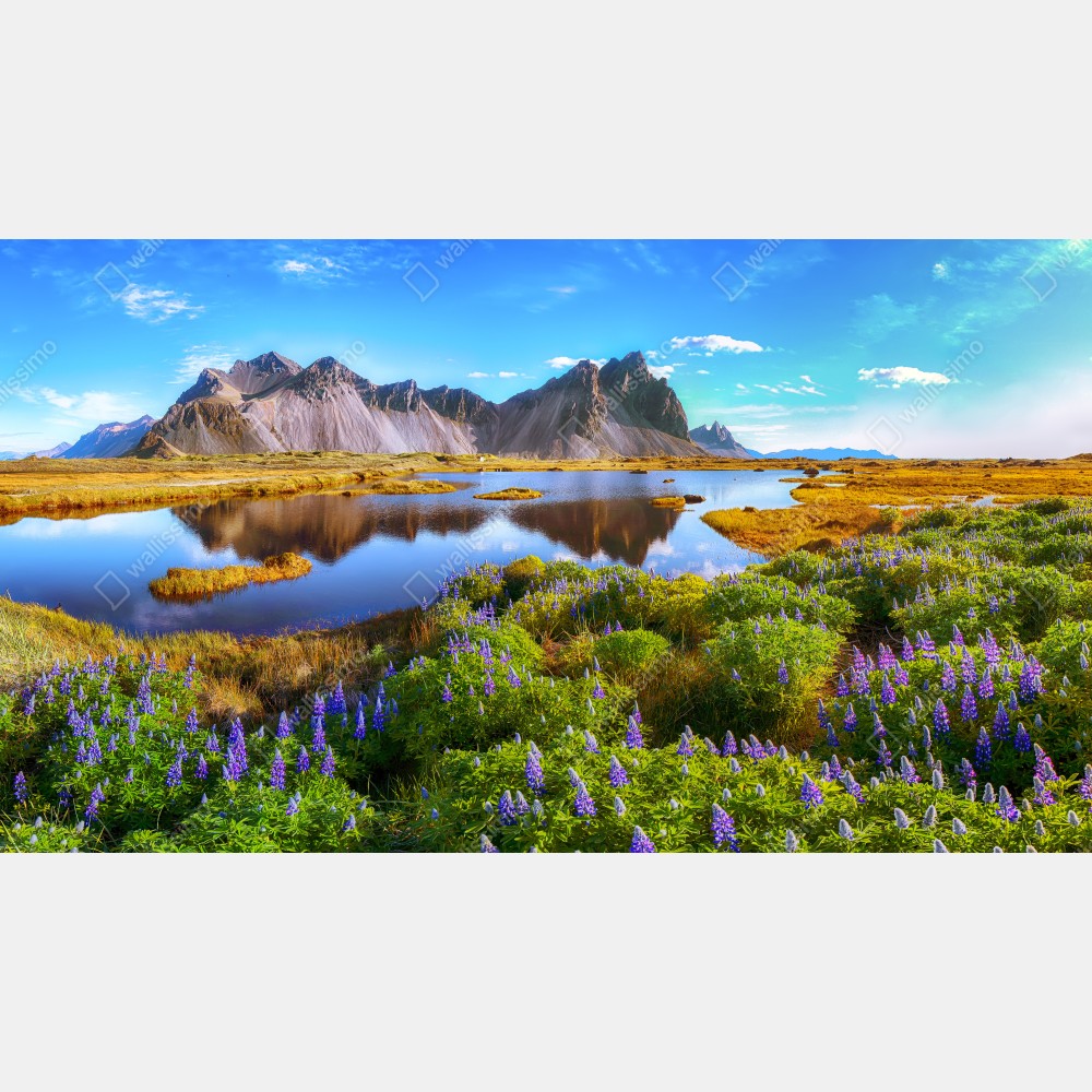 Tischaufkleber und Schreibtischaufkleber lebendige lupinenwiesen bei Vestrahorn, Island – Wallnifity® Tischaufkleber und Schreibtischaufkleber lebendige lupinenwiesen bei Vestrahorn, Island – Wallnifity®