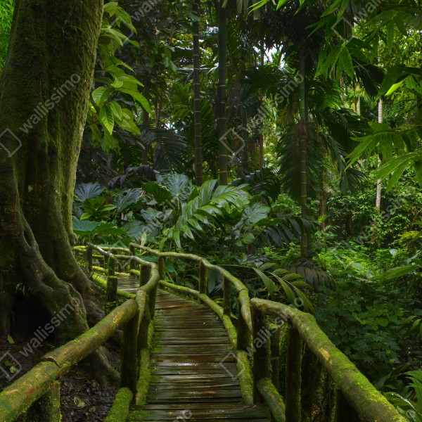 Tischaufkleber und Schreibtischaufkleber ruhiger dschungelsteg durch üppigen regenwald – Wallnifity® Tischaufkleber und Schreibtischaufkleber ruhiger dschungelsteg durch üppigen regenwald – Wallnifity®