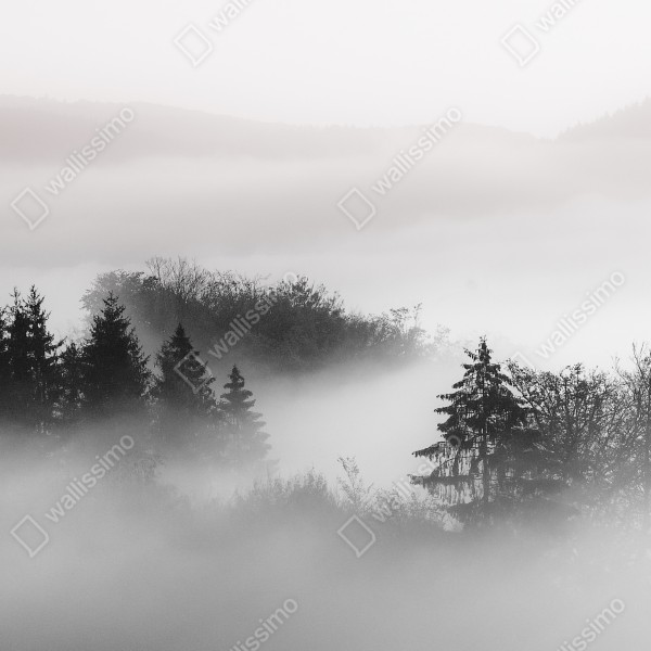 Tischaufkleber und Schreibtischaufkleber nebliger wald in grautönen – Wallnifity® Tischaufkleber und Schreibtischaufkleber nebliger wald in grautönen – Wallnifity®