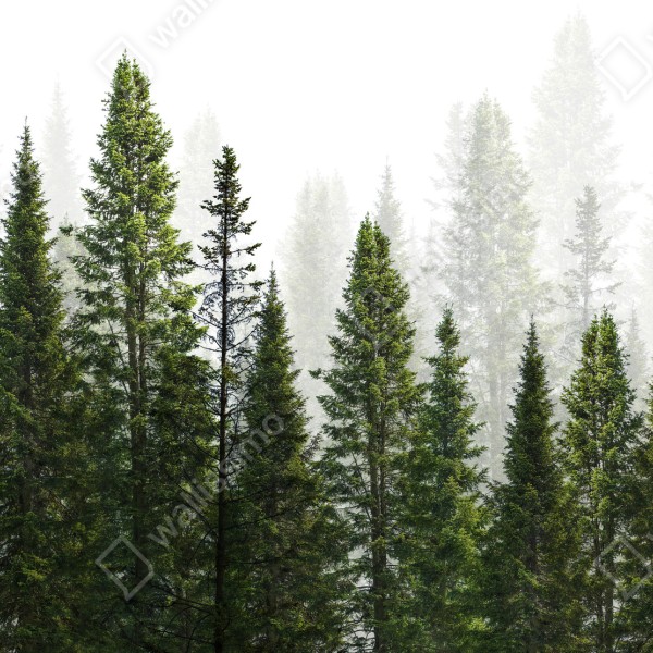 Tischaufkleber und Schreibtischaufkleber nebliger tannenwald – Wallnifity® Tischaufkleber und Schreibtischaufkleber nebliger tannenwald – Wallnifity®