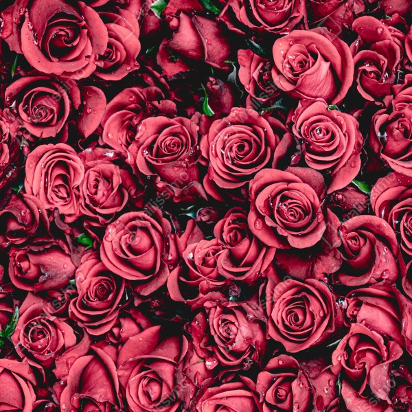 Tischaufkleber und Schreibtischaufkleber pralle rote rosen wandbild – Wallnifity® Tischaufkleber und Schreibtischaufkleber pralle rote rosen wandbild – Wallnifity®