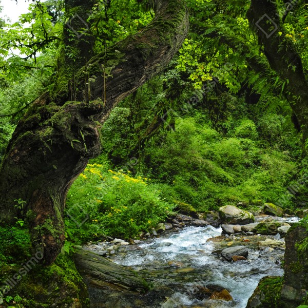 Tischaufkleber und Schreibtischaufkleber moosiger waldbach panorama – Wallnifity® Tischaufkleber und Schreibtischaufkleber moosiger waldbach panorama – Wallnifity®