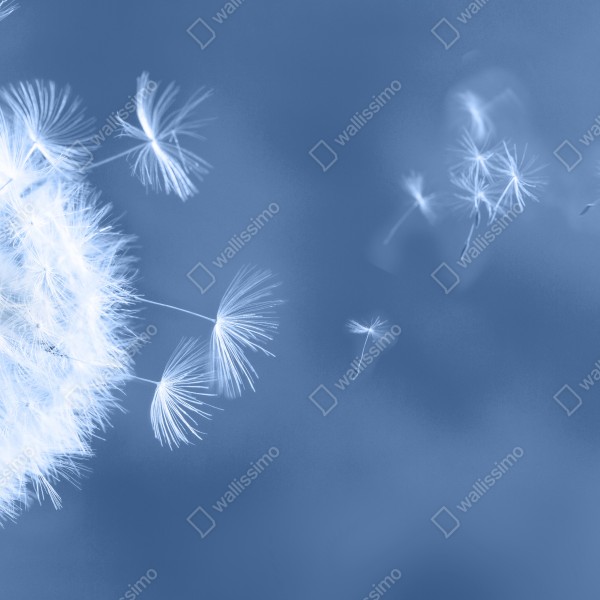 Tischaufkleber und Schreibtischaufkleber zarte löwenzahnsamen in blau – Wallnifity® Tischaufkleber und Schreibtischaufkleber zarte löwenzahnsamen in blau – Wallnifity®