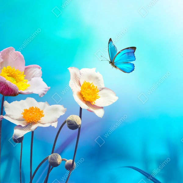 Tischaufkleber und Schreibtischaufkleber zarte rosa anemonen und blauer schmetterling – Wallnifity® Tischaufkleber und Schreibtischaufkleber zarte rosa anemonen und blauer schmetterling – Wallnifity®