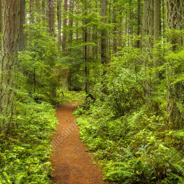 Tischaufkleber und Schreibtischaufkleber friedlicher waldpfad – Wallnifity® Tischaufkleber und Schreibtischaufkleber friedlicher waldpfad – Wallnifity®