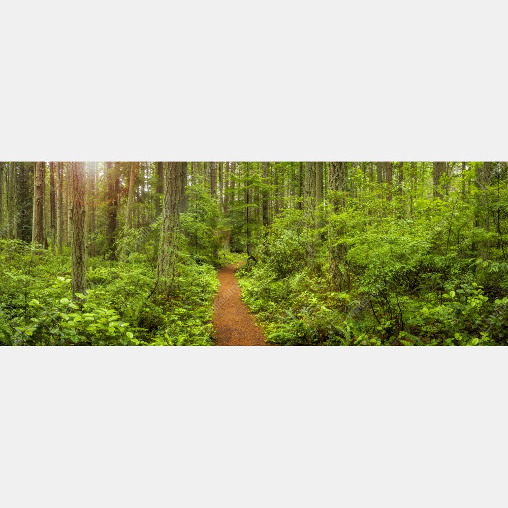 Tischaufkleber und Schreibtischaufkleber friedlicher waldpfad – Wallnifity® Tischaufkleber und Schreibtischaufkleber friedlicher waldpfad – Wallnifity®