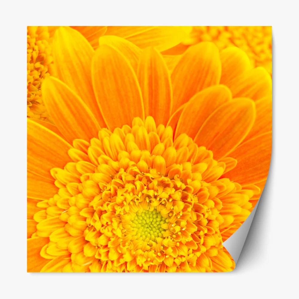 Repositionierbarer Aufkleber intensive orange gerbera nahaufnahme – Wallnifity® Repositionierbarer Aufkleber intensive orange gerbera nahaufnahme – Wallnifity®