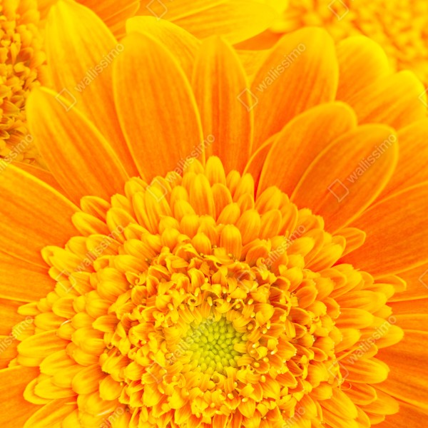 Repositionierbarer Aufkleber intensive orange gerbera nahaufnahme – Wallnifity® Repositionierbarer Aufkleber intensive orange gerbera nahaufnahme – Wallnifity®