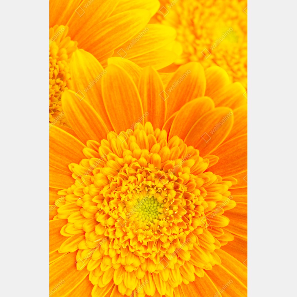 Repositionierbarer Aufkleber intensive orange gerbera nahaufnahme – Wallnifity® Repositionierbarer Aufkleber intensive orange gerbera nahaufnahme – Wallnifity®