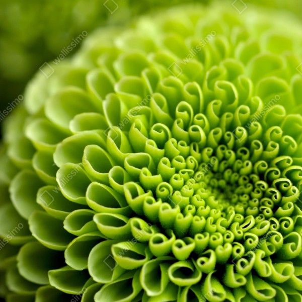 Repositionierbarer Aufkleber leuchtende grüne blumenspirale im makro – Wallnifity® Repositionierbarer Aufkleber leuchtende grüne blumenspirale im makro – Wallnifity®