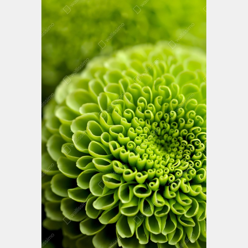 Repositionierbarer Aufkleber leuchtende grüne blumenspirale im makro – Wallnifity® Repositionierbarer Aufkleber leuchtende grüne blumenspirale im makro – Wallnifity®
