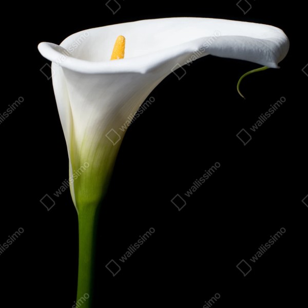 Repositionierbarer Aufkleber elegante weiße calla auf schwarzem hintergrund – Wallnifity® Repositionierbarer Aufkleber elegante weiße calla auf schwarzem hintergrund – Wallnifity®