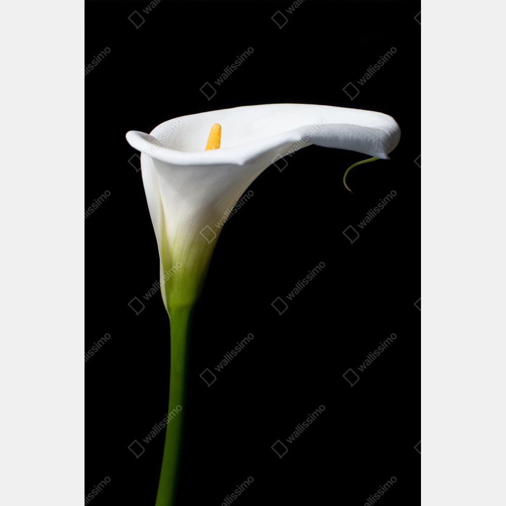 Repositionierbarer Aufkleber elegante weiße calla auf schwarzem hintergrund – Wallnifity® Repositionierbarer Aufkleber elegante weiße calla auf schwarzem hintergrund – Wallnifity®