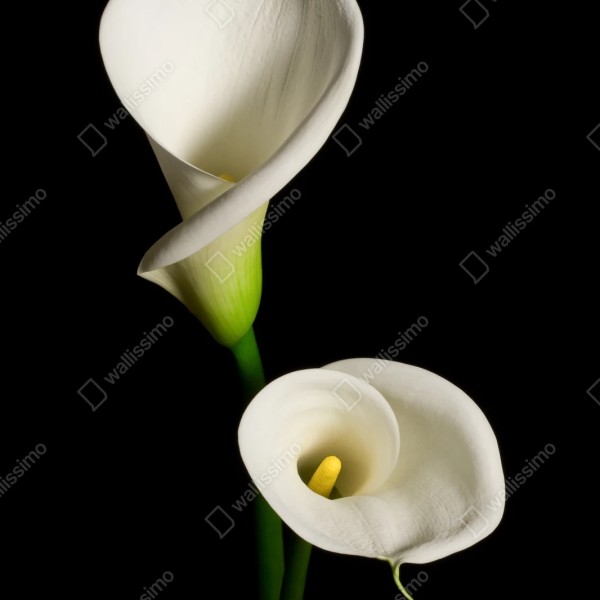 Repositionierbarer Aufkleber weiße calla vor schwarzem hintergrund – Wallnifity® Repositionierbarer Aufkleber weiße calla vor schwarzem hintergrund – Wallnifity®