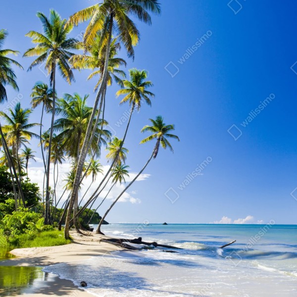 Repositionierbarer Aufkleber tropischer palmenstrand unter blauem himmel – Wallnifity® Repositionierbarer Aufkleber tropischer palmenstrand unter blauem himmel – Wallnifity®
