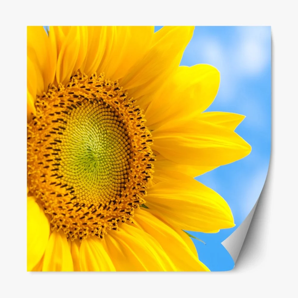 Repositionierbarer Aufkleber leuchtende sonnenblume vor blauem himmel – Wallnifity®
