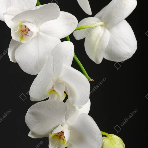Repositionierbarer Aufkleber weißer orchideenzweig vor schwarzem hintergrund – Wallnifity® Repositionierbarer Aufkleber weißer orchideenzweig vor schwarzem hintergrund – Wallnifity®