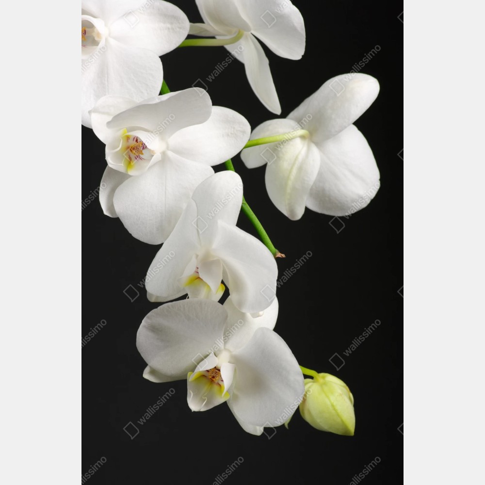 Repositionierbarer Aufkleber weißer orchideenzweig vor schwarzem hintergrund – Wallnifity® Repositionierbarer Aufkleber weißer orchideenzweig vor schwarzem hintergrund – Wallnifity®