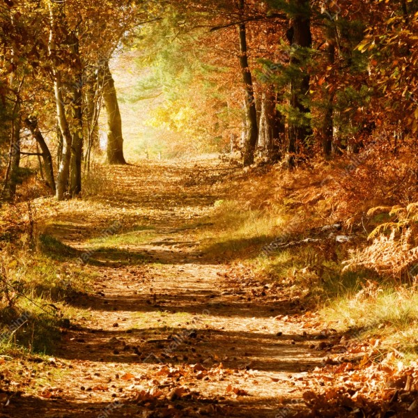 Repositionierbarer Aufkleber herbstlicher waldweg mit goldenem licht – Wallnifity® Repositionierbarer Aufkleber herbstlicher waldweg mit goldenem licht – Wallnifity®