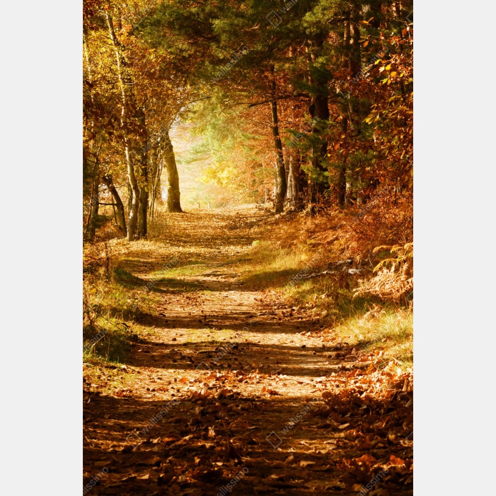 Repositionierbarer Aufkleber herbstlicher waldweg mit goldenem licht – Wallnifity® Repositionierbarer Aufkleber herbstlicher waldweg mit goldenem licht – Wallnifity®