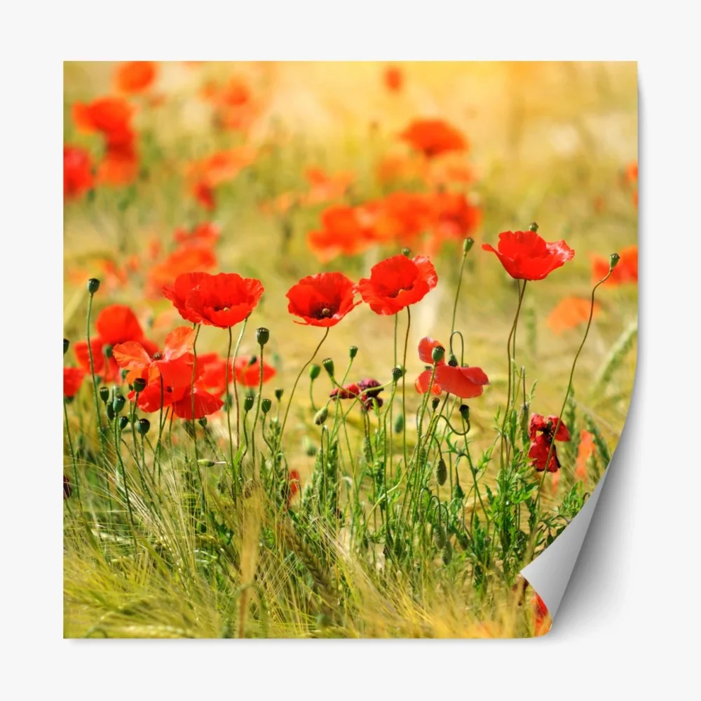 Repositionierbarer Aufkleber rote mohnwiese im sonnenlicht – Wallnifity® Repositionierbarer Aufkleber rote mohnwiese im sonnenlicht – Wallnifity®