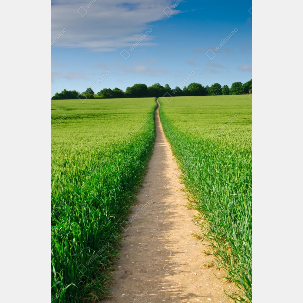 Repositionierbarer Aufkleber sonnenbeschienener weg durch grüne wiese – Wallnifity® Repositionierbarer Aufkleber sonnenbeschienener weg durch grüne wiese – Wallnifity®