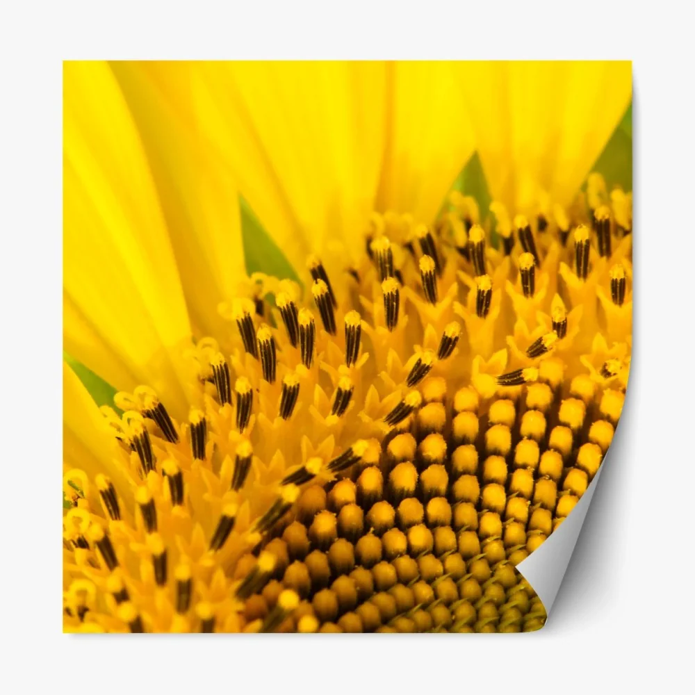 Repositionierbarer Aufkleber goldene sonnenblume nahaufnahme – Wallnifity® Repositionierbarer Aufkleber goldene sonnenblume nahaufnahme – Wallnifity®