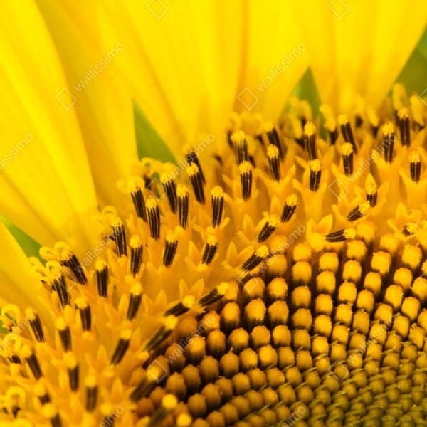 Repositionierbarer Aufkleber goldene sonnenblume nahaufnahme – Wallnifity® Repositionierbarer Aufkleber goldene sonnenblume nahaufnahme – Wallnifity®