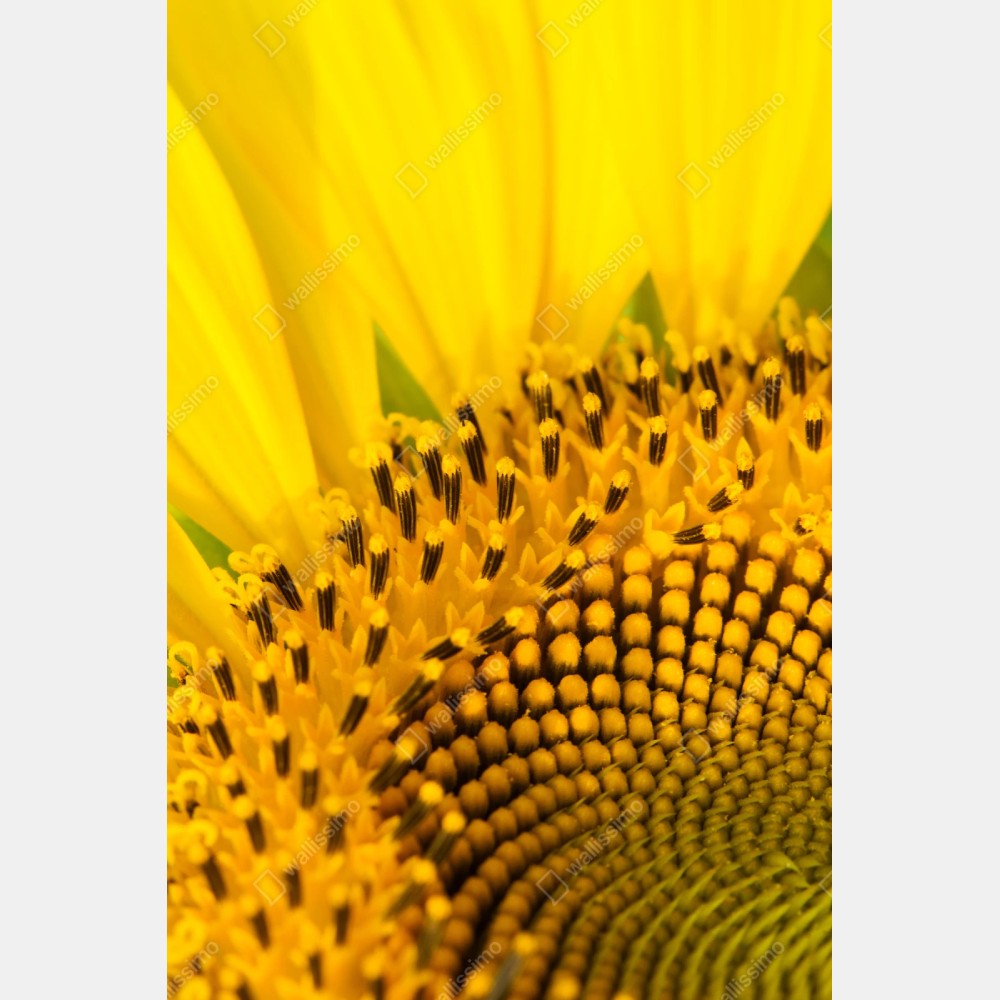 Repositionierbarer Aufkleber goldene sonnenblume nahaufnahme – Wallnifity® Repositionierbarer Aufkleber goldene sonnenblume nahaufnahme – Wallnifity®