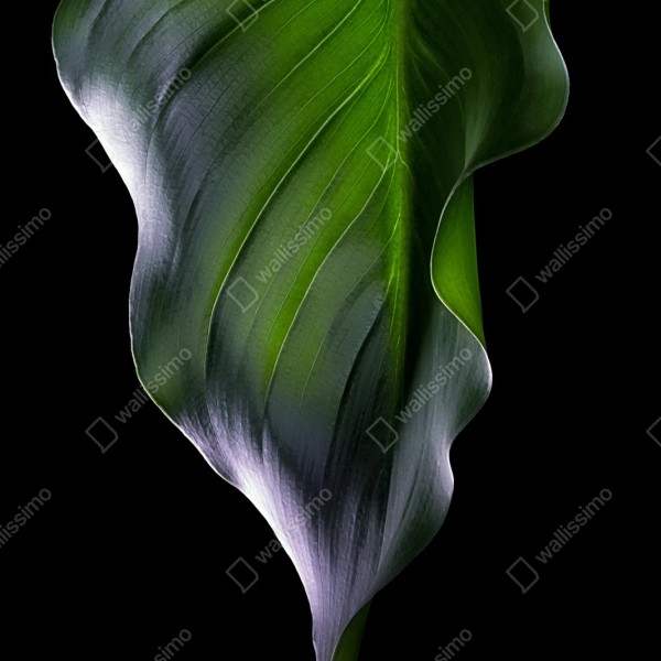 Repositionierbarer Aufkleber elegantes grünes blatt auf schwarzem hintergrund – Wallnifity® Repositionierbarer Aufkleber elegantes grünes blatt auf schwarzem hintergrund – Wallnifity®