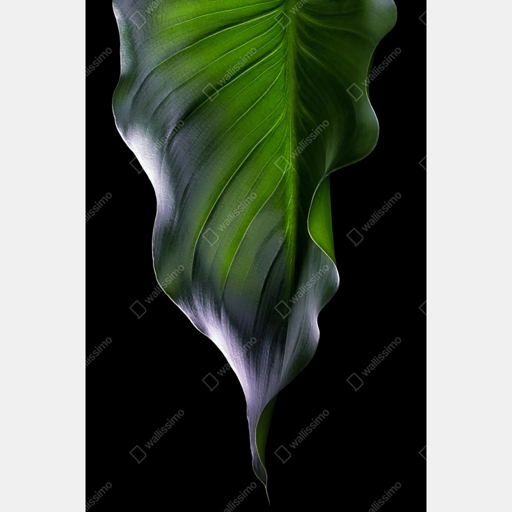 Repositionierbarer Aufkleber elegantes grünes blatt auf schwarzem hintergrund – Wallnifity® Repositionierbarer Aufkleber elegantes grünes blatt auf schwarzem hintergrund – Wallnifity®