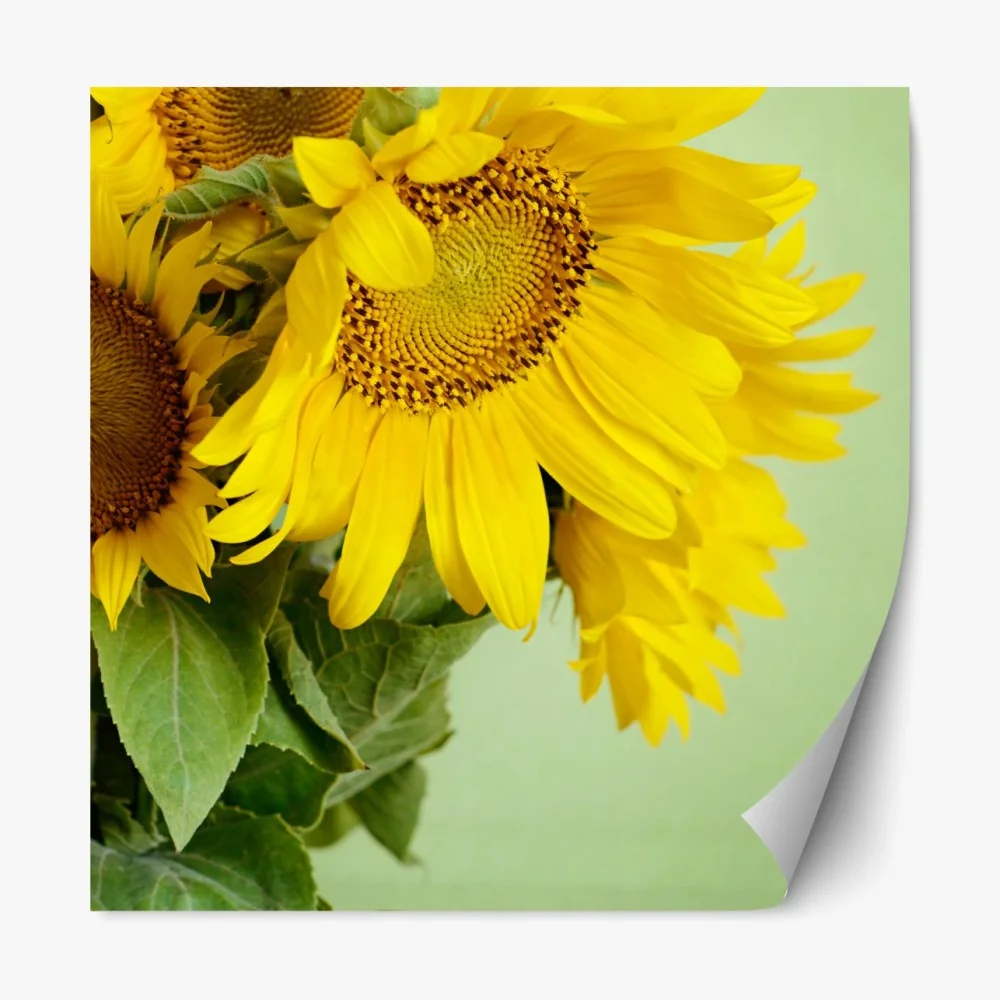 Repositionierbarer Aufkleber heller sonnenblumenstrauß auf grünem hintergrund – Wallnifity® Repositionierbarer Aufkleber heller sonnenblumenstrauß auf grünem hintergrund – Wallnifity®
