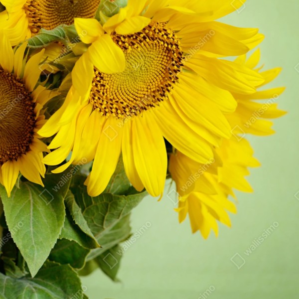 Repositionierbarer Aufkleber heller sonnenblumenstrauß auf grünem hintergrund – Wallnifity® Repositionierbarer Aufkleber heller sonnenblumenstrauß auf grünem hintergrund – Wallnifity®