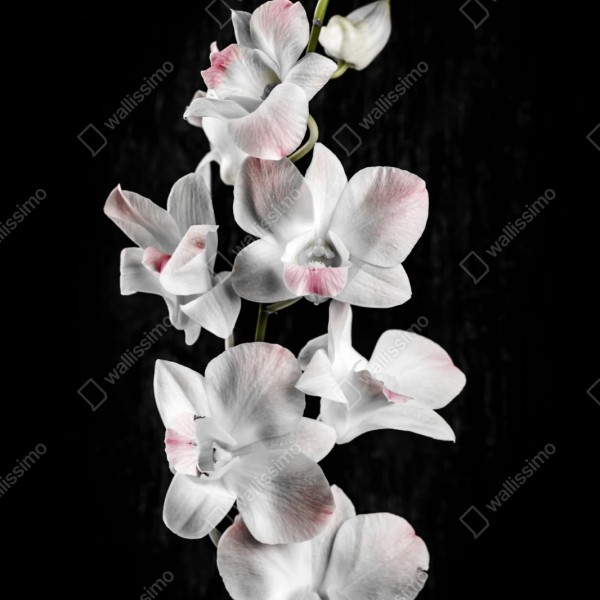 Repositionierbarer Aufkleber weiße und rosa orchidee vor schwarzem hintergrund – Wallnifity® Repositionierbarer Aufkleber weiße und rosa orchidee vor schwarzem hintergrund – Wallnifity®
