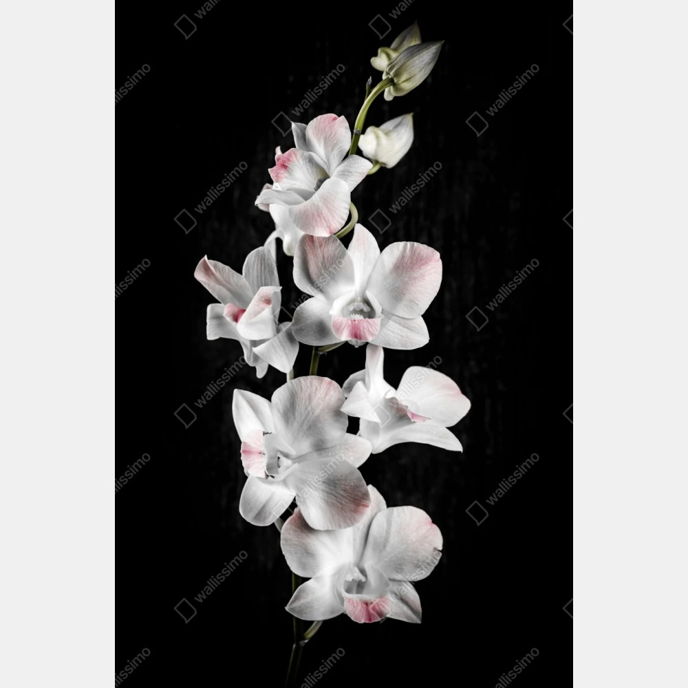 Repositionierbarer Aufkleber weiße und rosa orchidee vor schwarzem hintergrund – Wallnifity® Repositionierbarer Aufkleber weiße und rosa orchidee vor schwarzem hintergrund – Wallnifity®